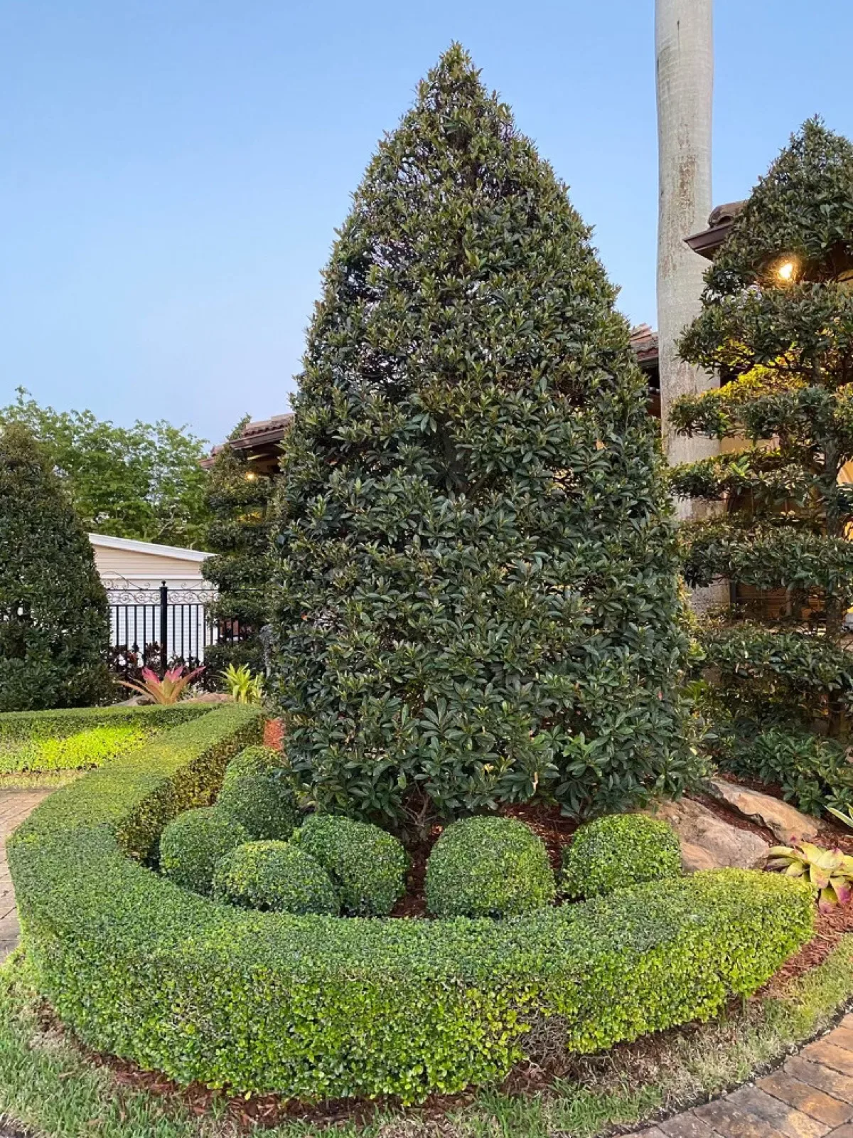 Precision-trimmed topiary and hedges on a Pompano Beach lawn